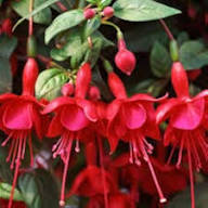 Red Fuchsia Flower Seeds for Planting – Heirloom, Non-GMO, High Germination Seeds