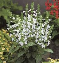 White Salvia Flower Seeds Heirloom Non-GMO High Germination Organic Garden Seeds for Planting