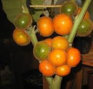 Lulo Seeds Heirloom Non-GMO High Germination Organic Garden Seeds for Planting