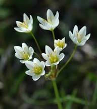 White Nothoscordum Flower Seeds – Heirloom, Non-GMO, High Germination Organic Garden Seeds for Planting