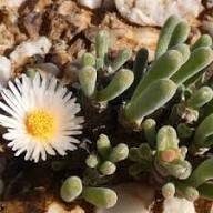 White Monilaria Seeds for Planting Heirloom Non-GMO High Germination Organic Garden Seeds