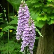 Purple White Dactylorhiza Fuchsii Flower Seeds Heirloom Non-GMO High Germination Organic Garden Seeds for Planting