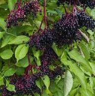 Black Canadensis Seeds Heirloom Non-GMO High Germination Organic Garden Seeds for Planting