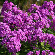 Semillas de Flor Phlox Púrpura Gigante – Cimarrón, No OGM, Semillas Orgánicas de Alta Germinación para Jardín