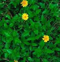 Yellow Daisy Flower Seeds – Heirloom Non-GMO High Germination Organic Garden Seeds