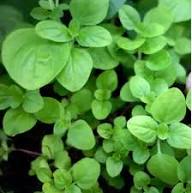 Perennial Oregano Plant Seeds Heirloom Non-GMO High Germination Organic Garden Seeds