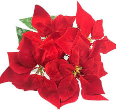 Poinsettia Flower Seeds Red Perennial – Heirloom Non-GMO High Germination Organic