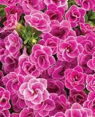 Calibrachoa Flower Seeds Purple for Planting Heirloom Non-GMO High Germination Organic Garden Seeds
