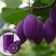 Purple Kiwi Fruit Seeds for Planting – Heirloom Non-GMO High Germination Organic Garden Seeds for Tangy Nutrient-Packed Tropical Fruits