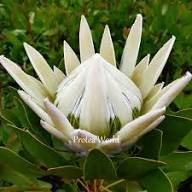 Protea Blumensamen Weiß Erbstück Non-GMO Hohe Keimrate Bio-Garten Samen