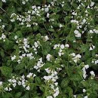 White Sissinghurst Flower Seeds Heirloom Non-GMO High Germination Organic Garden Seeds for Planting