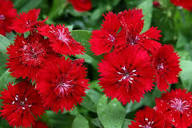 Polyanthus Flower Seeds Pink Heirloom Non-GMO High Germination Organic Garden Seeds for Planting