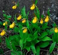 Yellow Cypripedioideae Flower Seeds – Heirloom, Non-GMO, High Germination Organic Garden Seeds