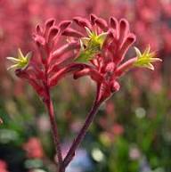 Red Kangaroo Paw Flower Seeds – Heirloom Non-GMO High Germination Organic Garden Seeds for Planting