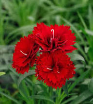 Red Caryophyllus Flower Seeds – Heirloom, Non-GMO, High Germination Organic Garden Seeds for Planting Seeds for Planting
