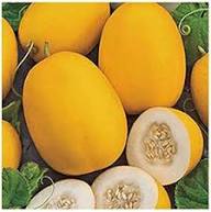 Peach Vine Mango Melon Cantaloupe Sweet Heirloom Non Gmo High Germination Organic Garden Flower