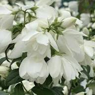 Philadelphus Blumensamen Weiß – Alte Sorte, gentechnikfrei, hohe Keimrate, Bio-Gartensamen zum Pflanzen
