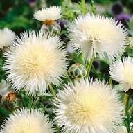 White Amberboa Flower Seeds Heirloom Non-GMO High Germination Organic Garden Seeds