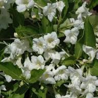 Weigela Flower Seeds White – Heirloom Non-GMO High Germination Organic Garden Seeds for Planting