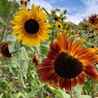 Yellow Red Sunflower Flower Seeds Heirloom Non-GMO High Germination Organic Garden Seeds