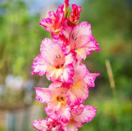 Pink White Gladiolus Flower Seeds Heirloom Non-GMO High Germination Organic Garden Seeds for Planting