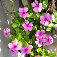 Vinca Flower Seeds Pink – Heirloom Non-GMO High Germination Organic Garden Seeds