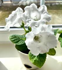White Creeping Gloxinia Flower Seeds – Heirloom Non-GMO High Germination