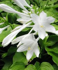 White Hosta Flower Seeds Heirloom Non-GMO High Germination Organic Garden Seeds for Planting