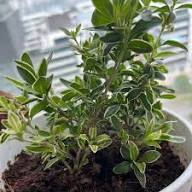 Silver Sage Brush Flower Seeds for Planting – Heirloom, Non-GMO, High Germination Organic Garden Seeds