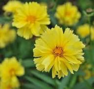 Yellow Coreopsis Lanceolata Flower Seeds – Heirloom, Non-GMO, High Germination Organic Garden Seeds