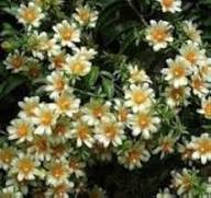 Pereskia Aculeata Flower Seeds White – Heirloom Non-GMO High Germination Organic Garden Seeds