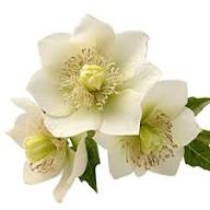 White Helleborus Flower Seeds Heirloom Non-GMO High Germination Organic Garden Seeds for Planting