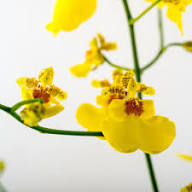 Yellow Oncidium Varicosum Flower Seeds – Heirloom, Non-GMO, High Germination Organic Seeds