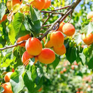 Apricot Fruit Seeds for Planting – Heirloom Non-GMO High Germination Organic Garden Seeds