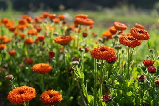 Neon Mix Calendula Flower Seeds for Planting | Heirloom Garden Seeds