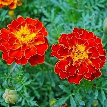 French Marigold Seeds for Planting – Heirloom, Non-GMO Garden Seeds