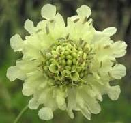 Yellow Cephalaria Flower Seeds – Heirloom, Non-GMO, High Germination Organic Garden Seeds