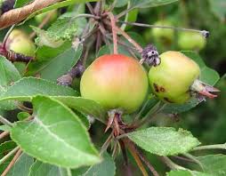Apple Seeds And Growing Green Heirloom Non-GMO High Germination Organic Garden Seeds for Planting