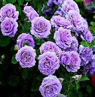 Giant Purple Rose Flower Seeds for Planting – Heirloom Non-GMO High Germination Seeds