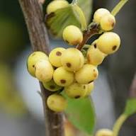 Yellow Ilex Aquifolium Seeds Heirloom Non-GMO High Germination Organic Garden Seeds for Planting
