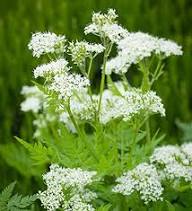 White Myrrhis Flower Seeds – Heirloom, Non-GMO, High Germination Organic Garden Seeds for Planting