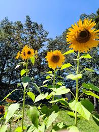 Sunflower Flower Seeds Heirloom Non-GMO High Germination Organic Garden Seeds for Planting