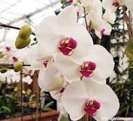 White Orchid Phalaenopsis Flower Seeds for Planting – Heirloom, Non-GMO, High Germination Organic Garden Seeds
