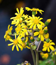 Yellow Farfugium Flower Seeds – Heirloom Non-GMO High Germination Organic Seeds