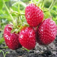 Strawberry Seascape Fruit Seeds for Planting – Heirloom Non-GMO High Germination Organic Garden Seeds