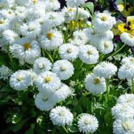 White Double Daisy Flower Seeds Heirloom Non-GMO High Germination Organic Garden Seeds for Planting