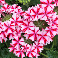 Verbena Flower Seeds Pink White – Heirloom Non-GMO High Germination Organic Garden