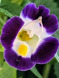 Purple Torenia Flower Seeds – Heirloom, Non-GMO, High Germination Organic Seeds