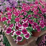 Semillas de Petunia Granate Blanca – Variedad Tradicional, No Modificadas Genéticamente, Semillas de Alta Germinación