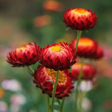 Semillas de siempreviva rojas – Variedad tradicional, sin OGM, semillas de alta germinación